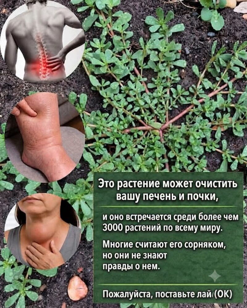 Самое мощное растение в мире...