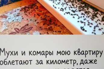 Я навсегда забыла, что такое мухи, комары и мошкара в доме: избавляемся от них раз и навсегда