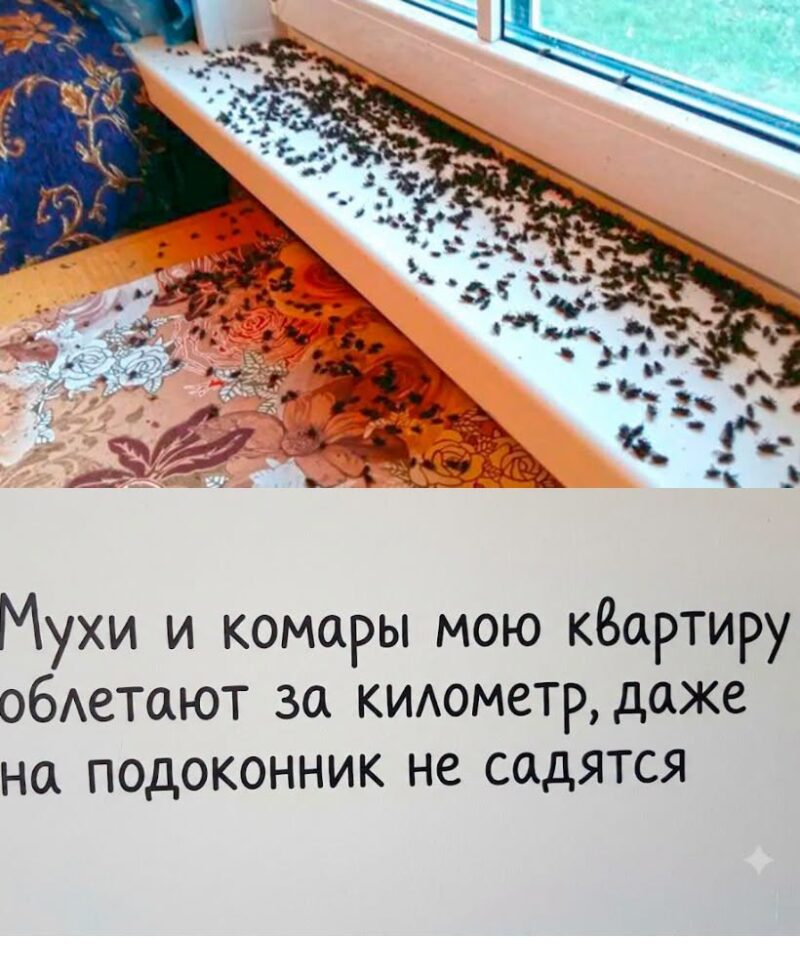 Я навсегда забыла, что такое мухи, комары и мошкара в доме: избавляемся от них раз и навсегда